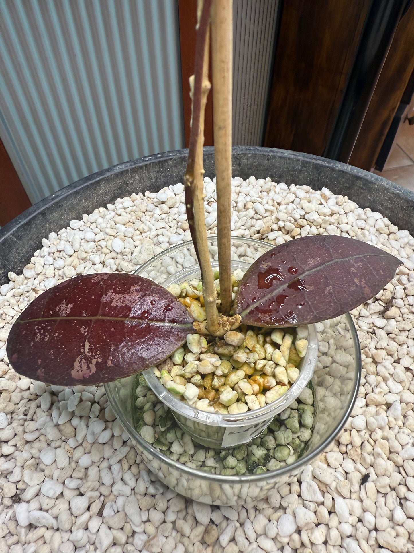 Hoya AFF Lambii - AL