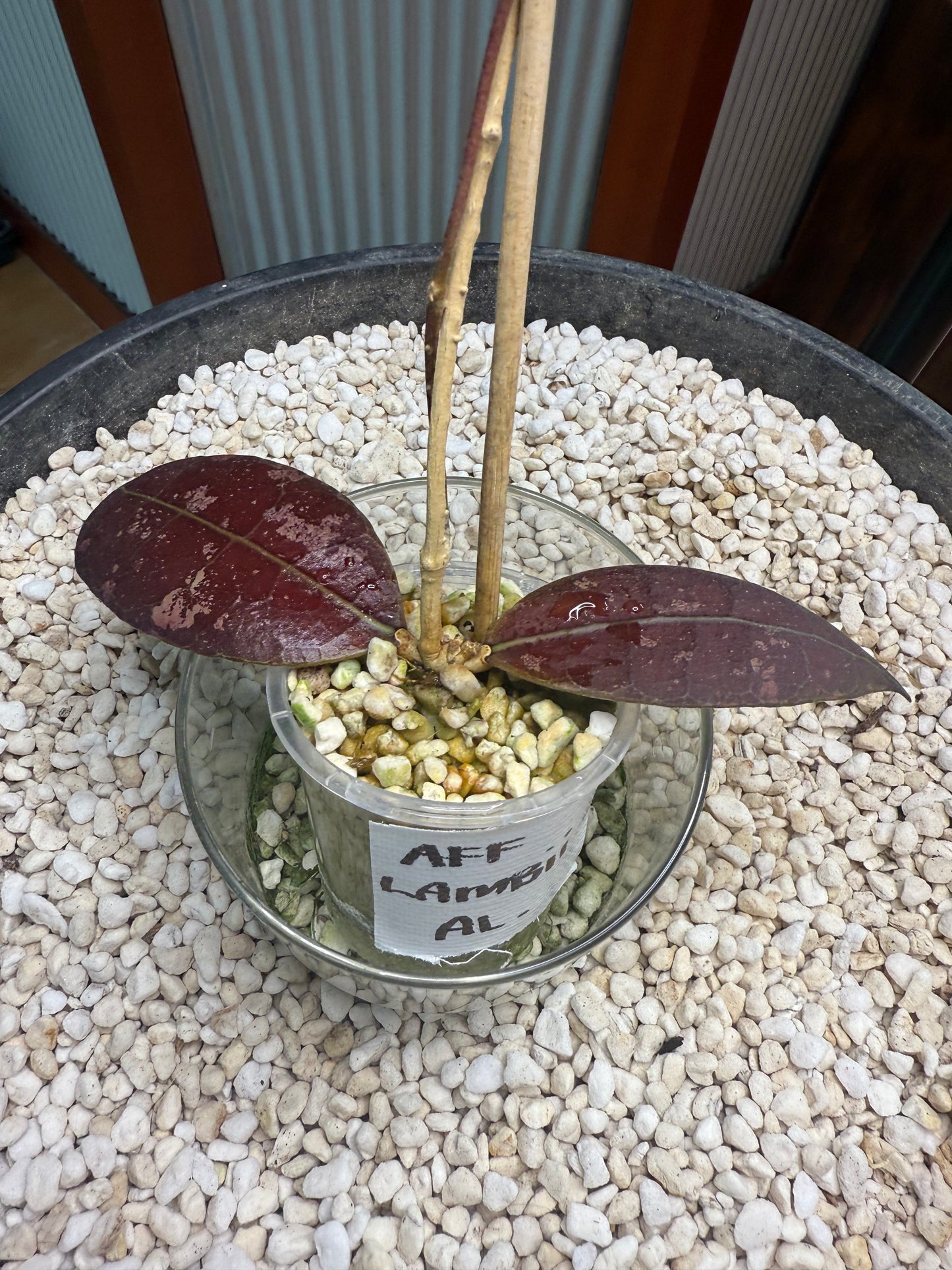 Hoya AFF Lambii - AL