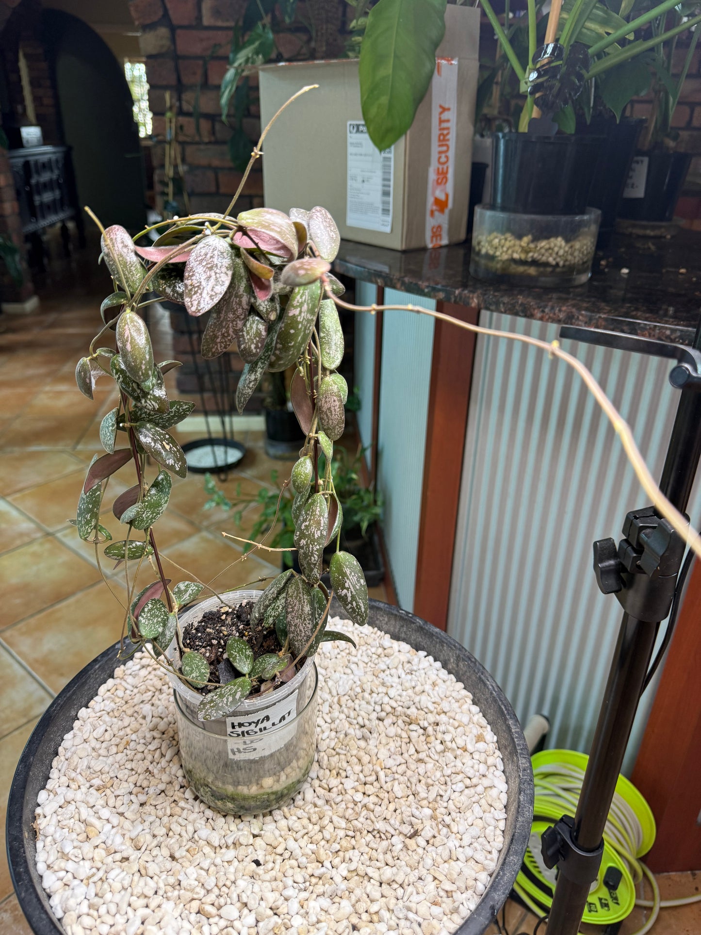 Hoya Sigillatus - HS