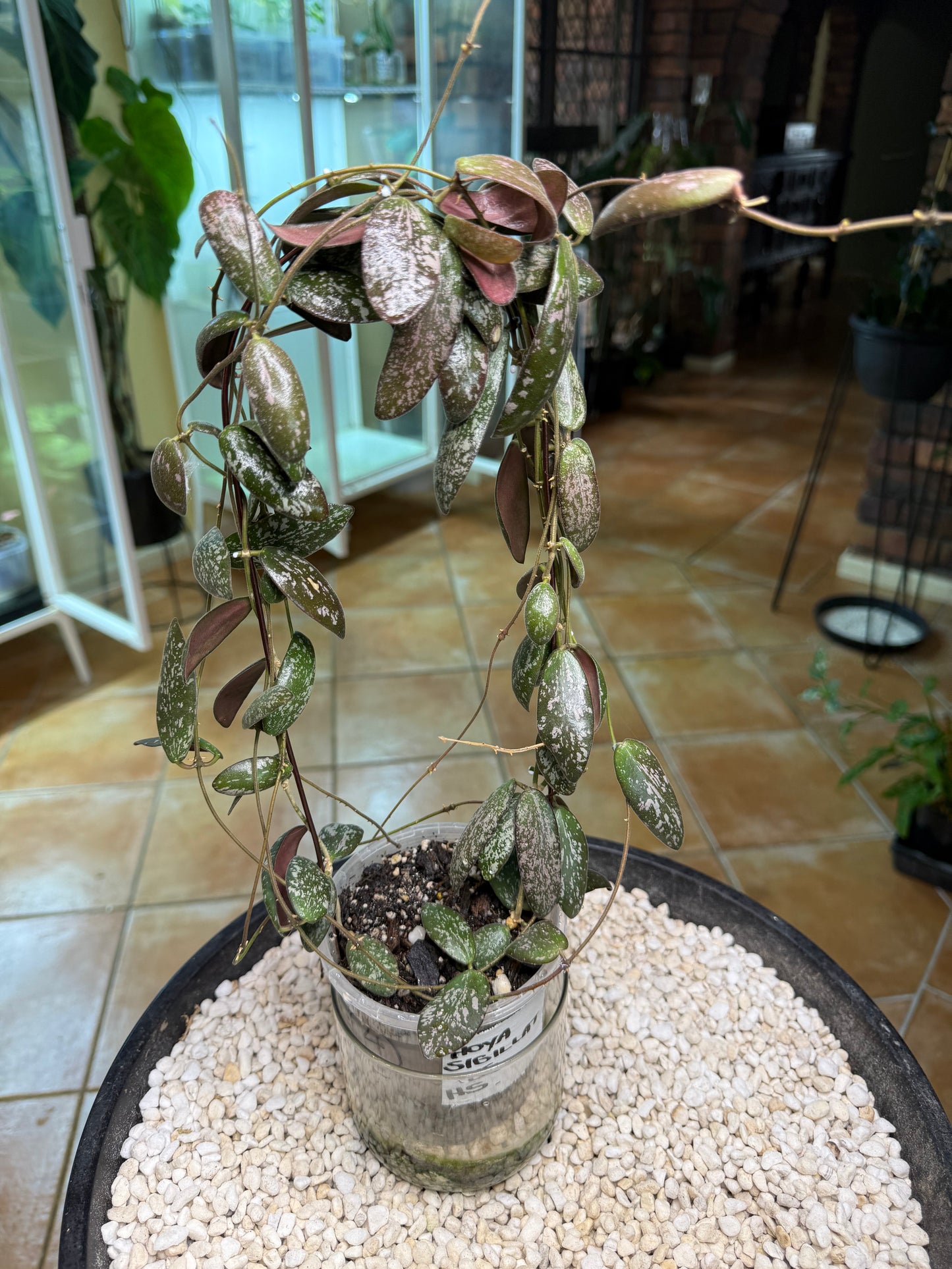 Hoya Sigillatus - HS