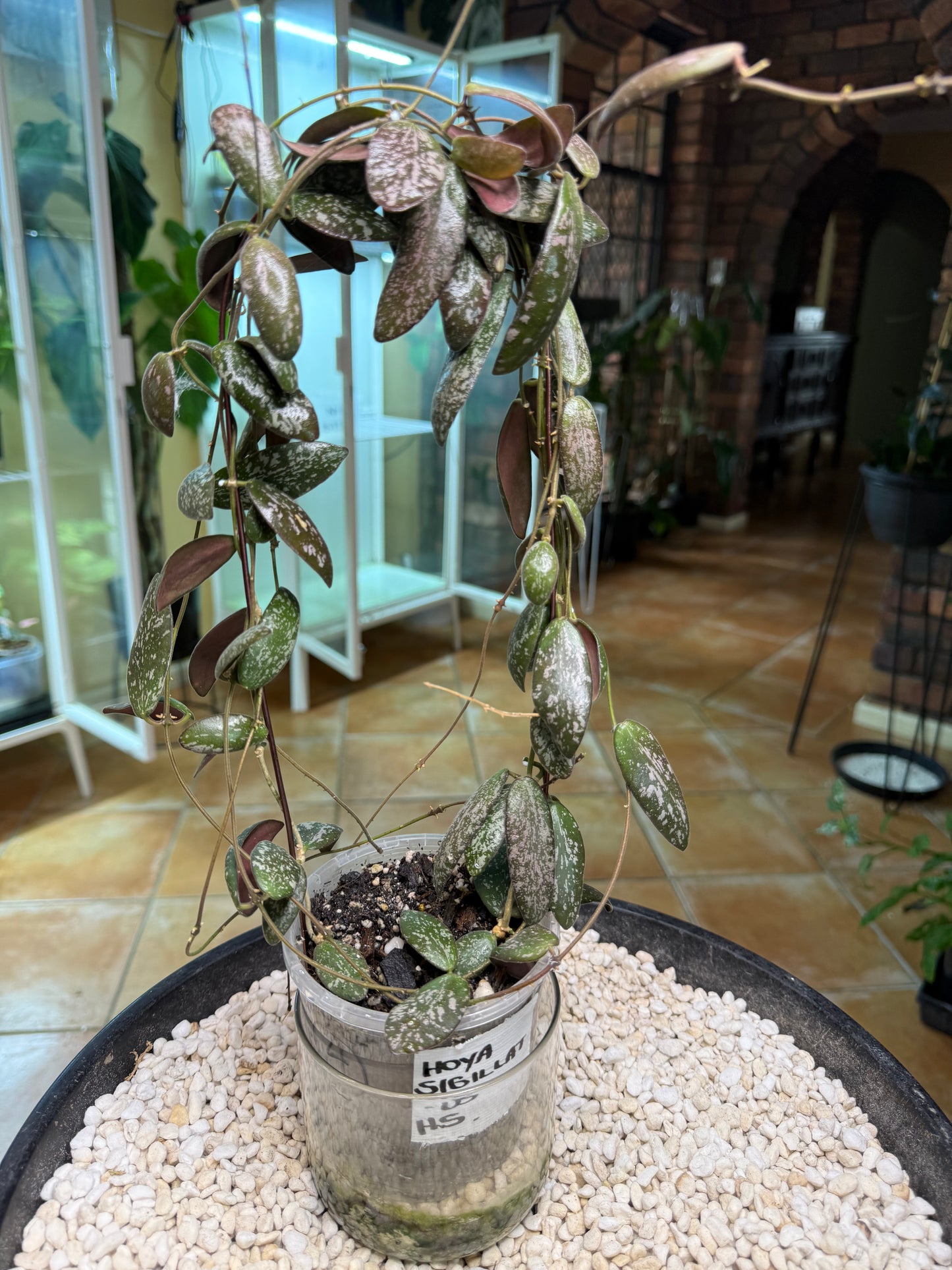 Hoya Sigillatus - HS