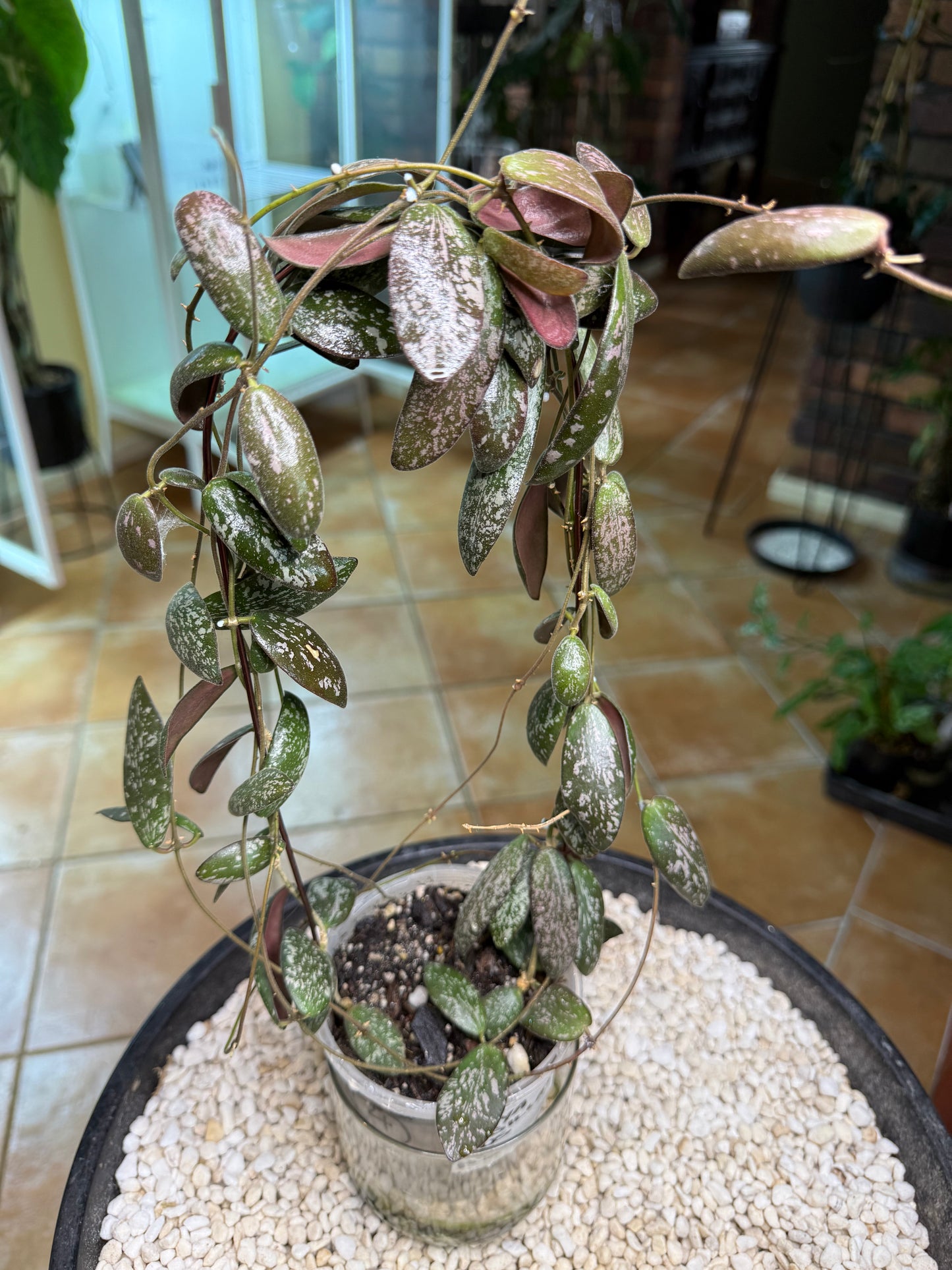 Hoya Sigillatus - HS
