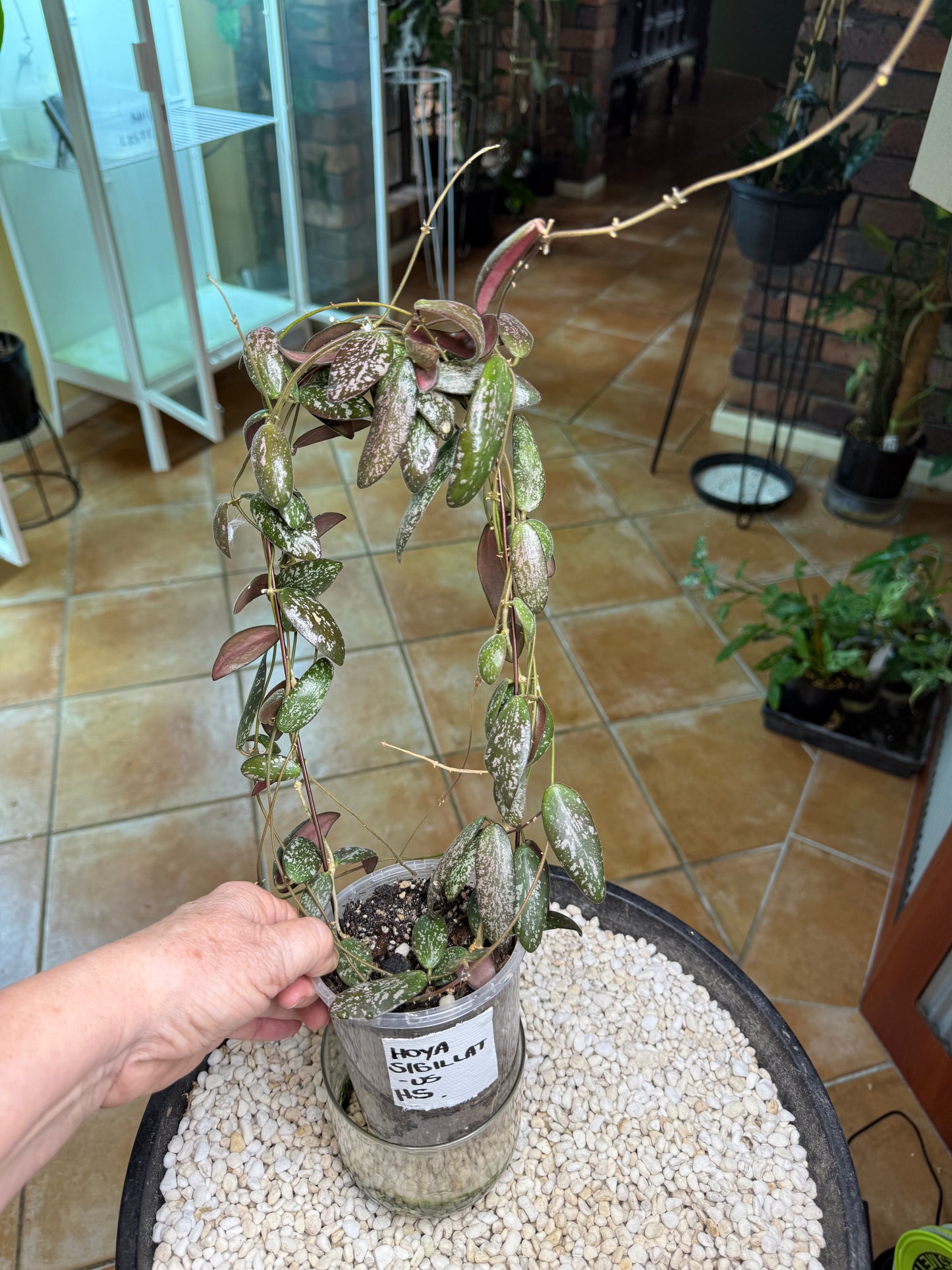 Hoya Sigillatus - HS