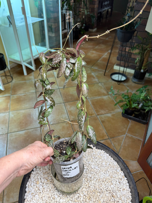 Hoya Sigillatus - HS