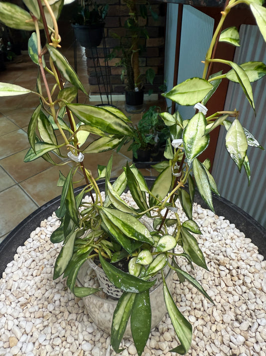 Hoya lacunosa Variegated- HLV