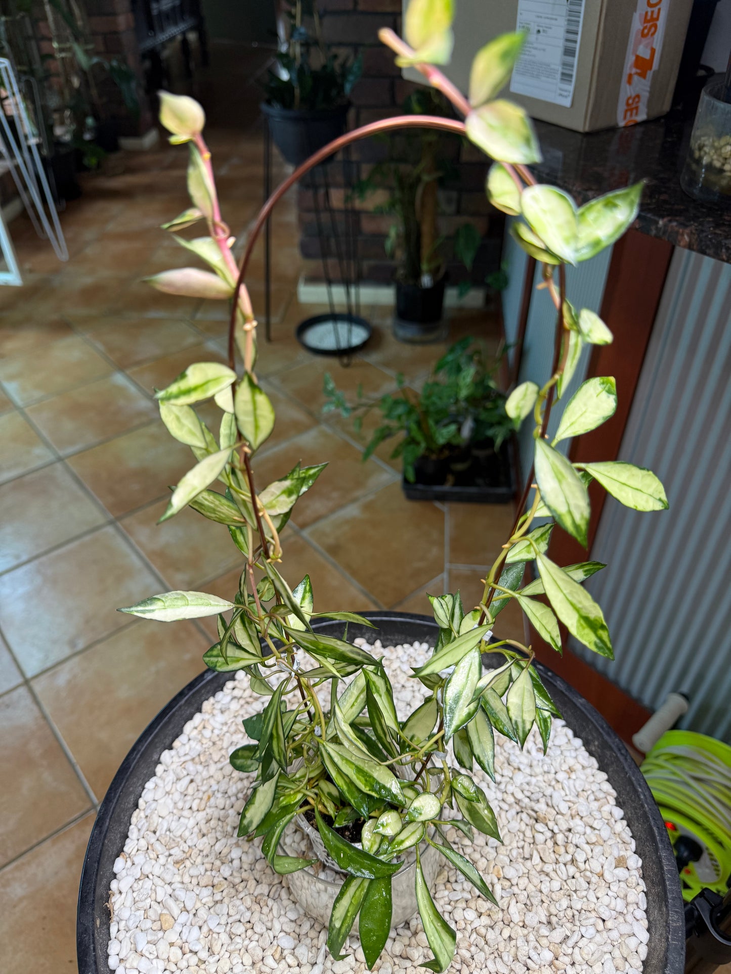 Hoya lacunosa Variegated- HLV