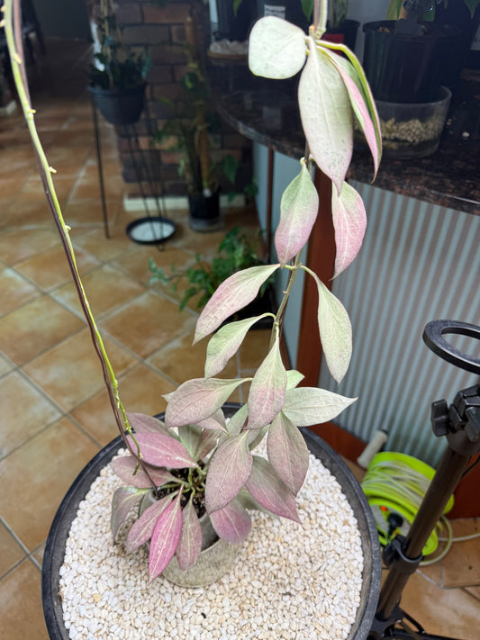 Hoya New Guinea Ghost - HNGG