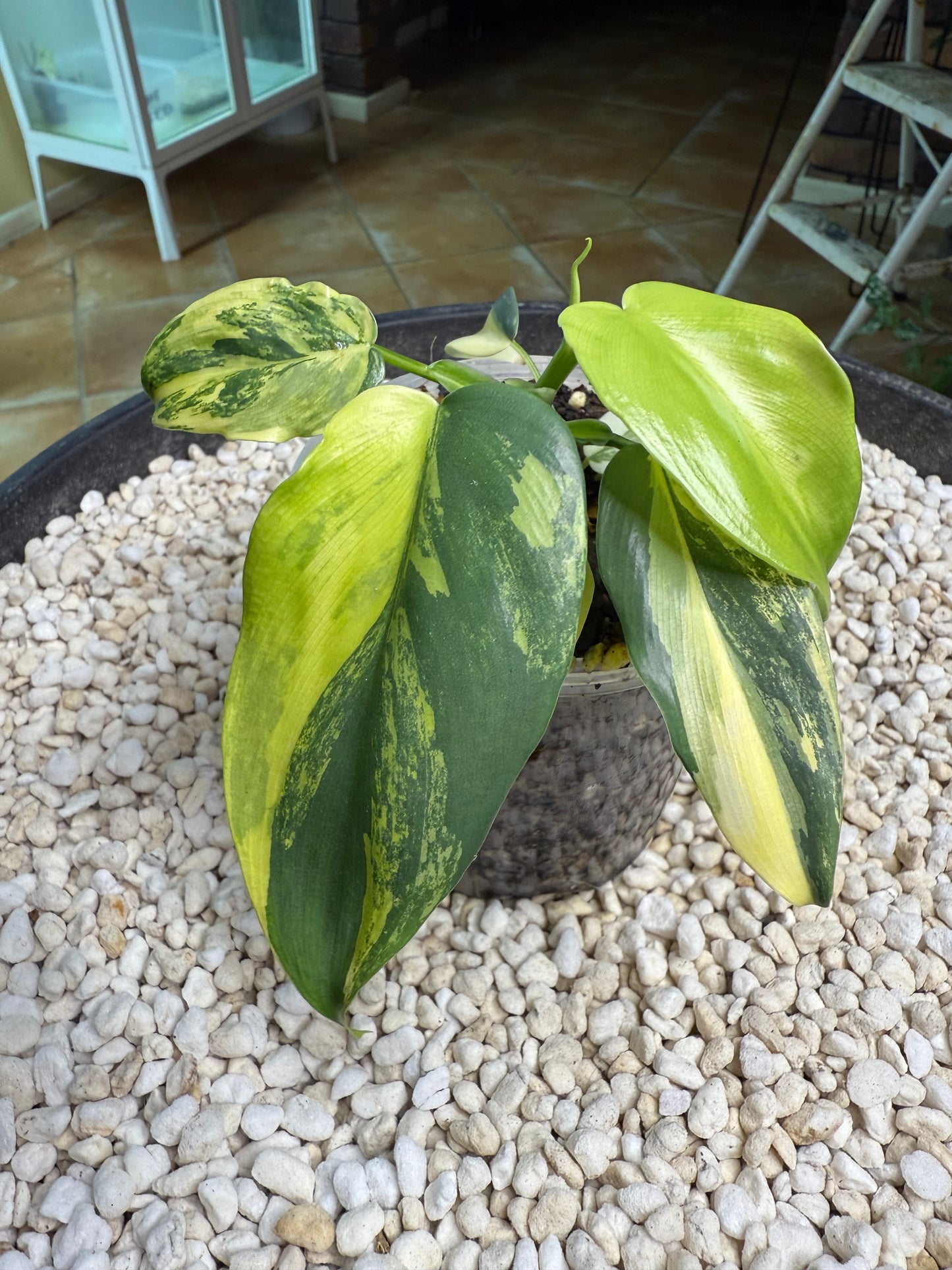 Philodendron Bipenfolium Variegated - PBV 5