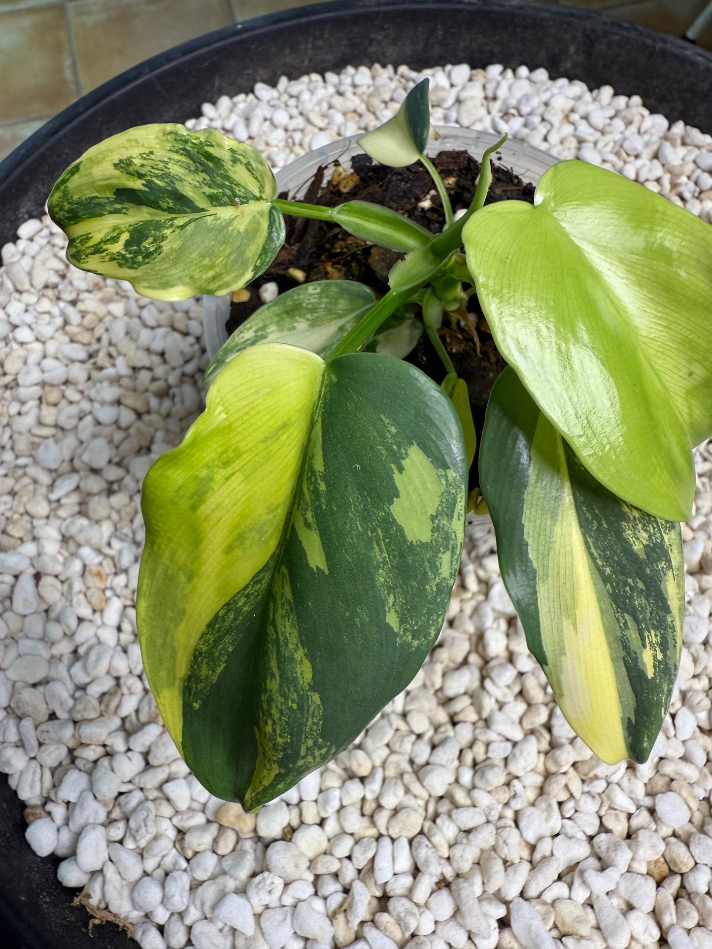 Philodendron Bipenfolium Variegated - PBV 5