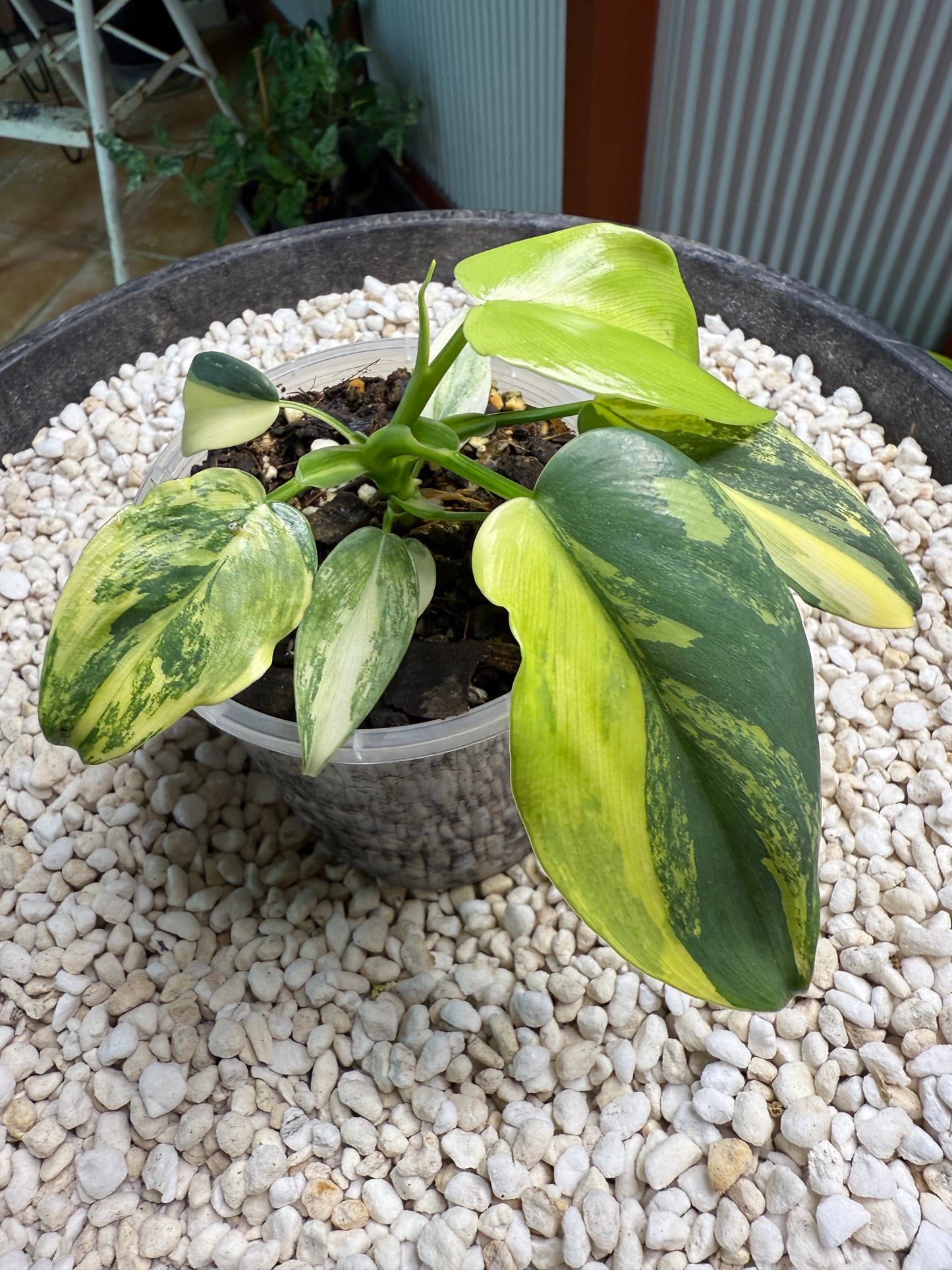 Philodendron Bipenfolium Variegated - PBV 5