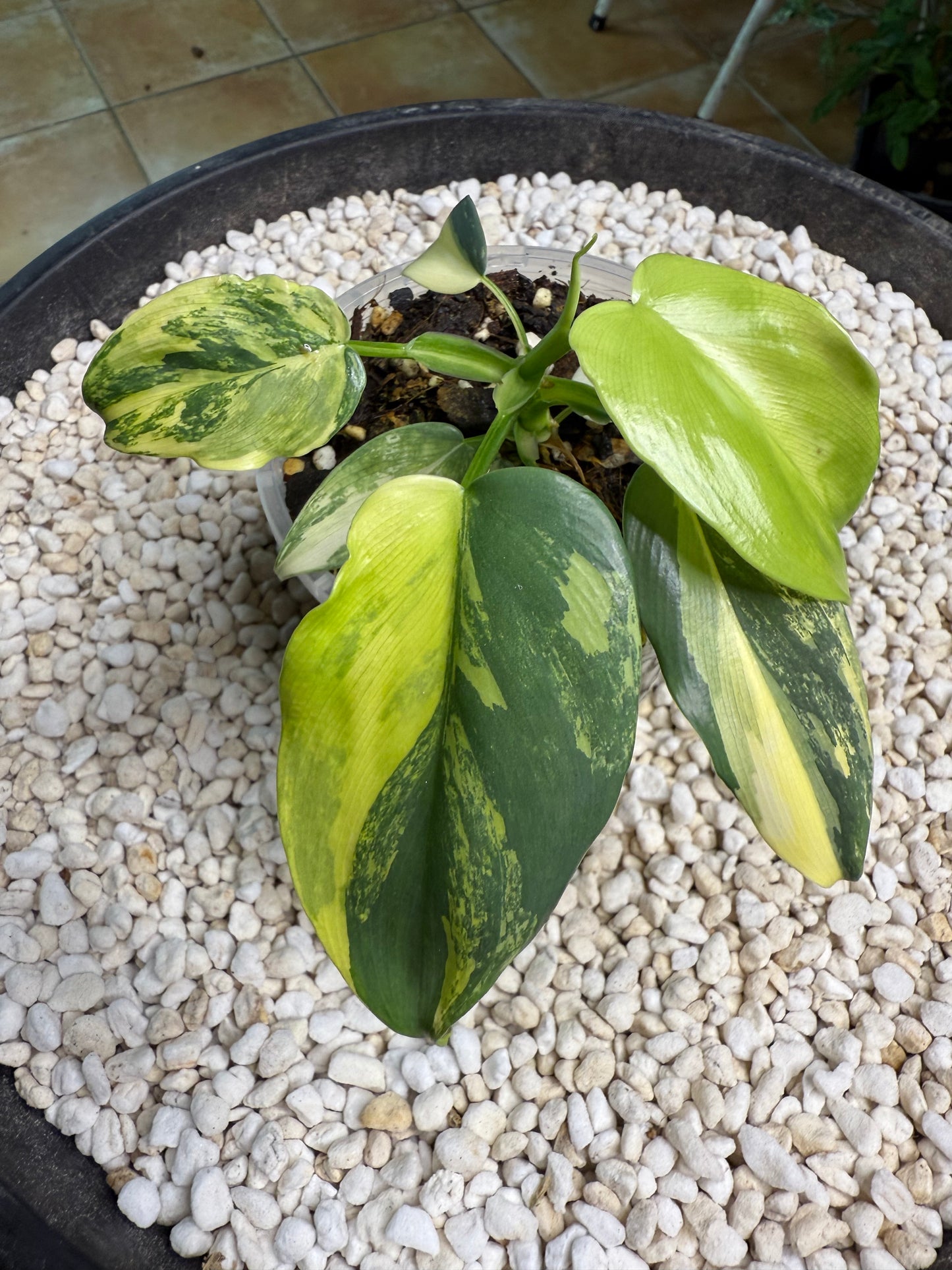 Philodendron Bipenfolium Variegated - PBV 5