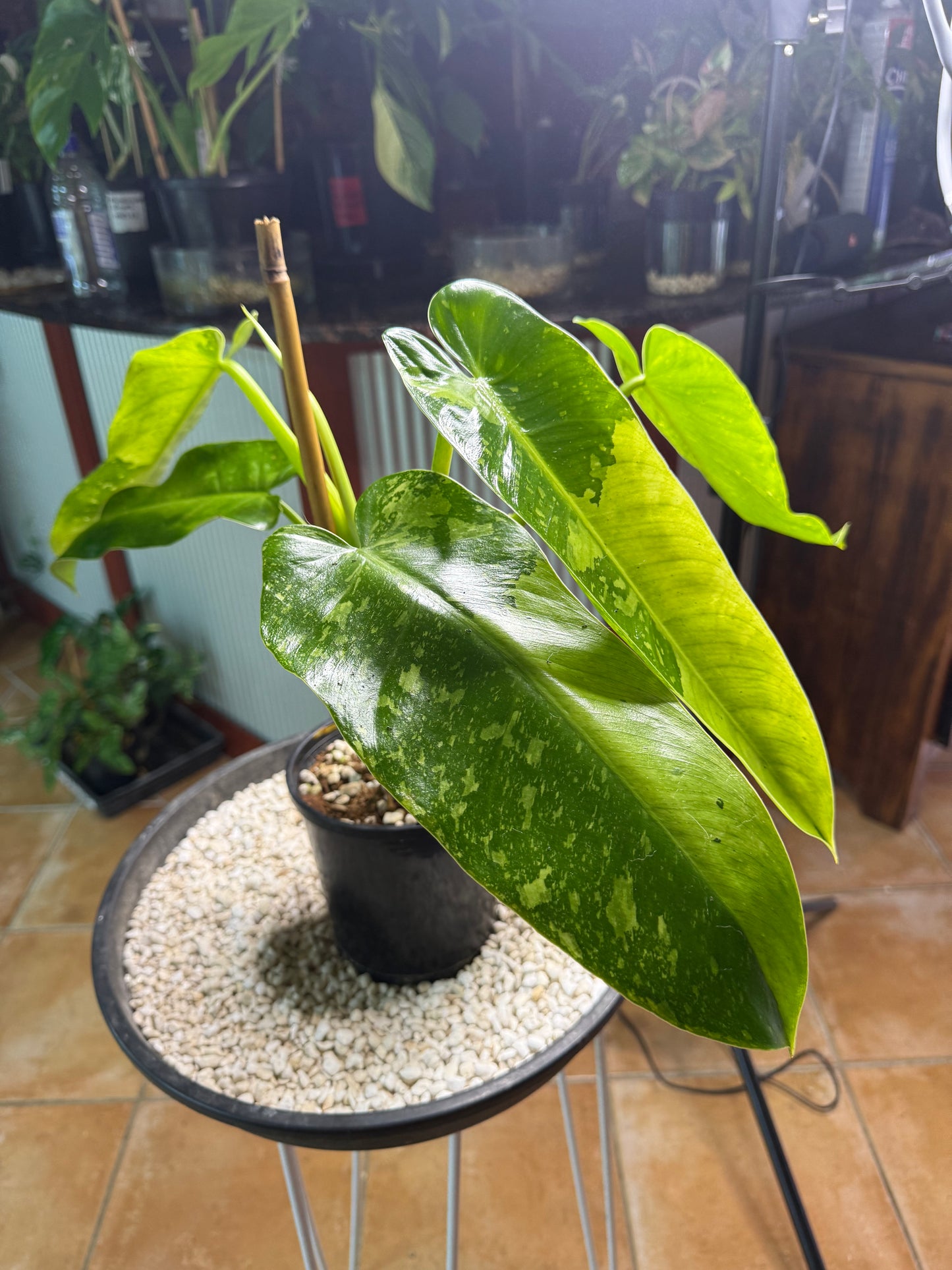 Philodendron Jose Buono - PJB