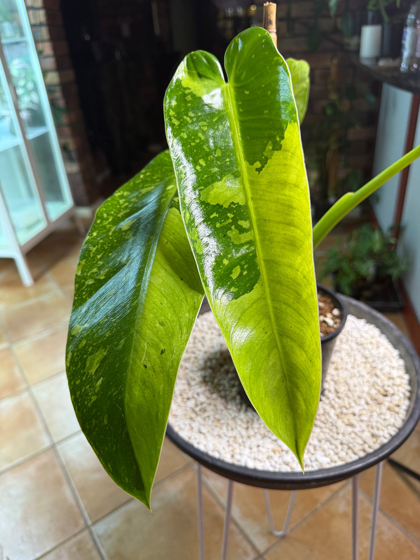 Philodendron Jose Buono - PJB