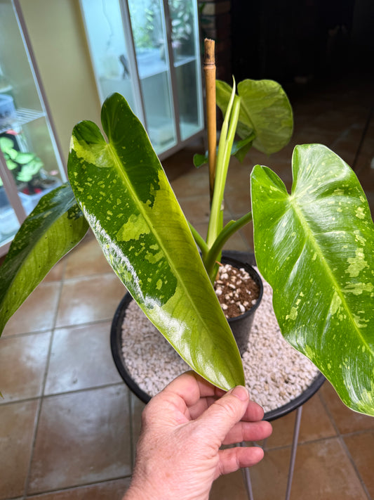 Philodendron Jose Buono - PJB