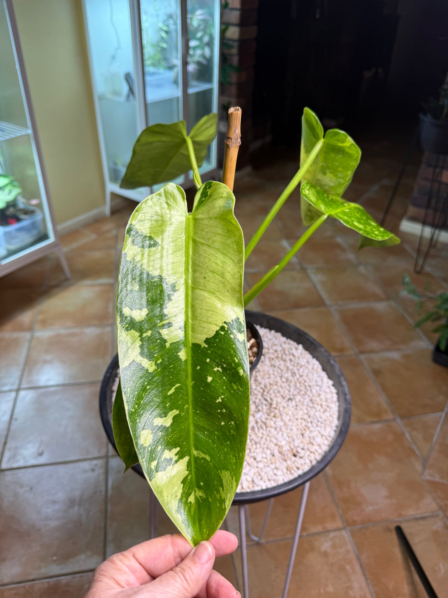 Philodendron Jose Buono - PJB
