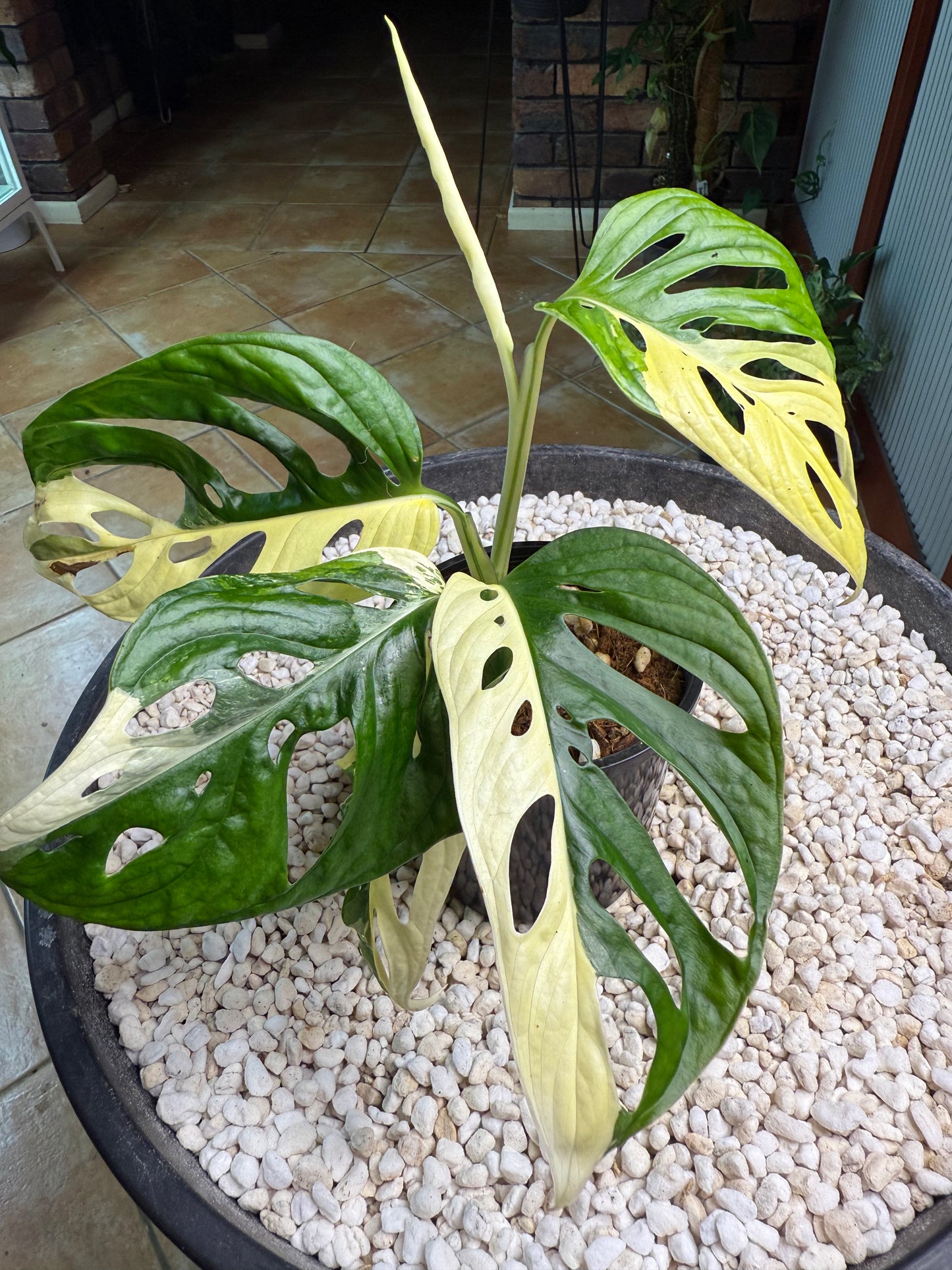 Monstera Adansonii Variegated - MA1