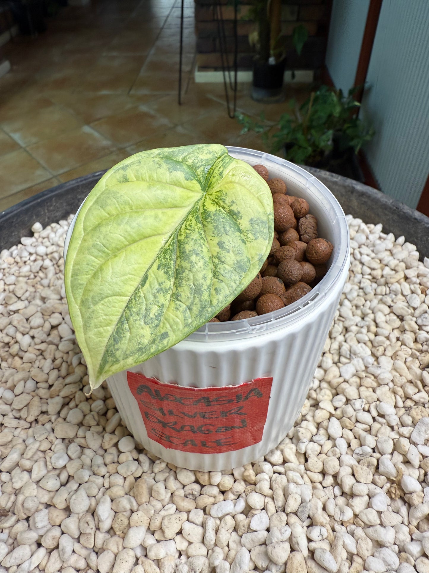 Alocasia Dragon scale Silver - ASDS