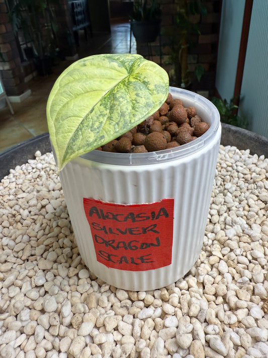 Alocasia Dragon scale Silver - ASDS