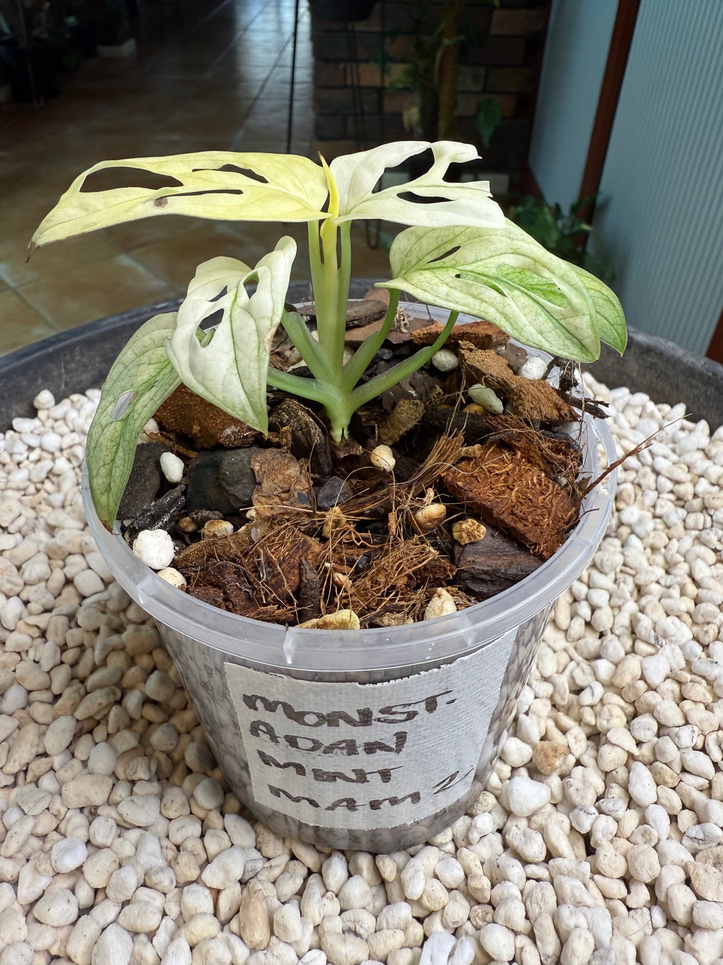 Monstera Adansonii White Mint (the real deal/not mottled) - MAM1