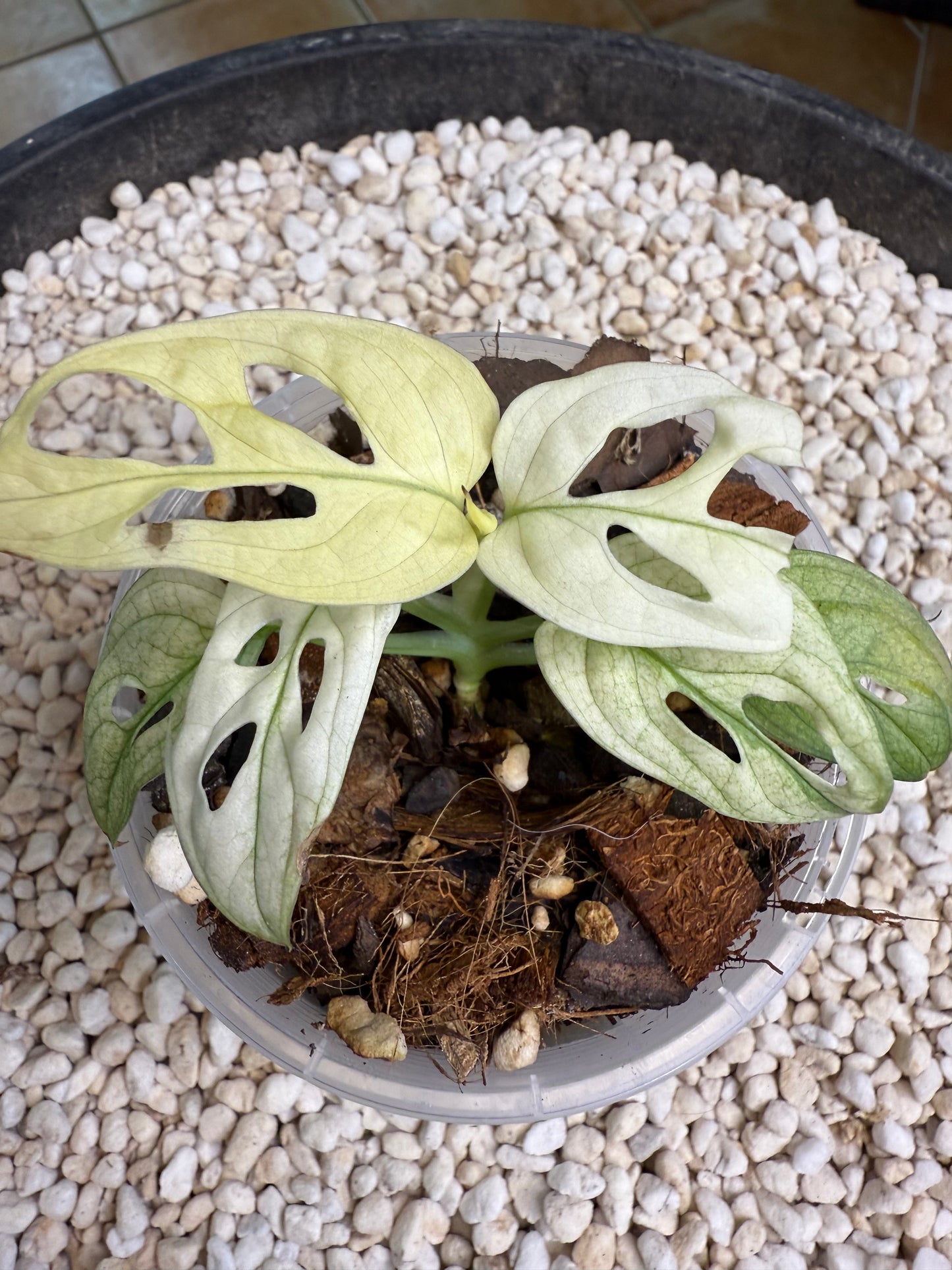 Monstera Adansonii White Mint (the real deal/not mottled) - MAM1