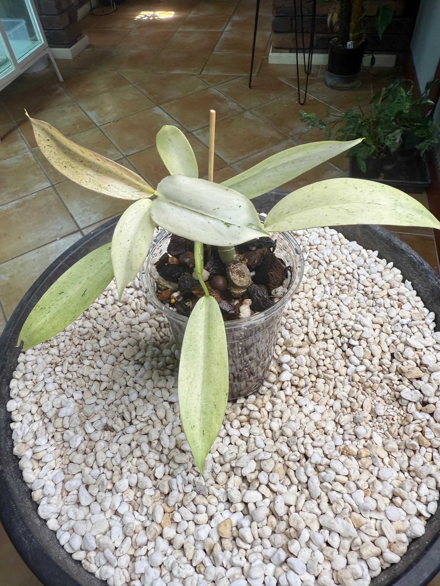 Philodendron Whipple Way - PWW4