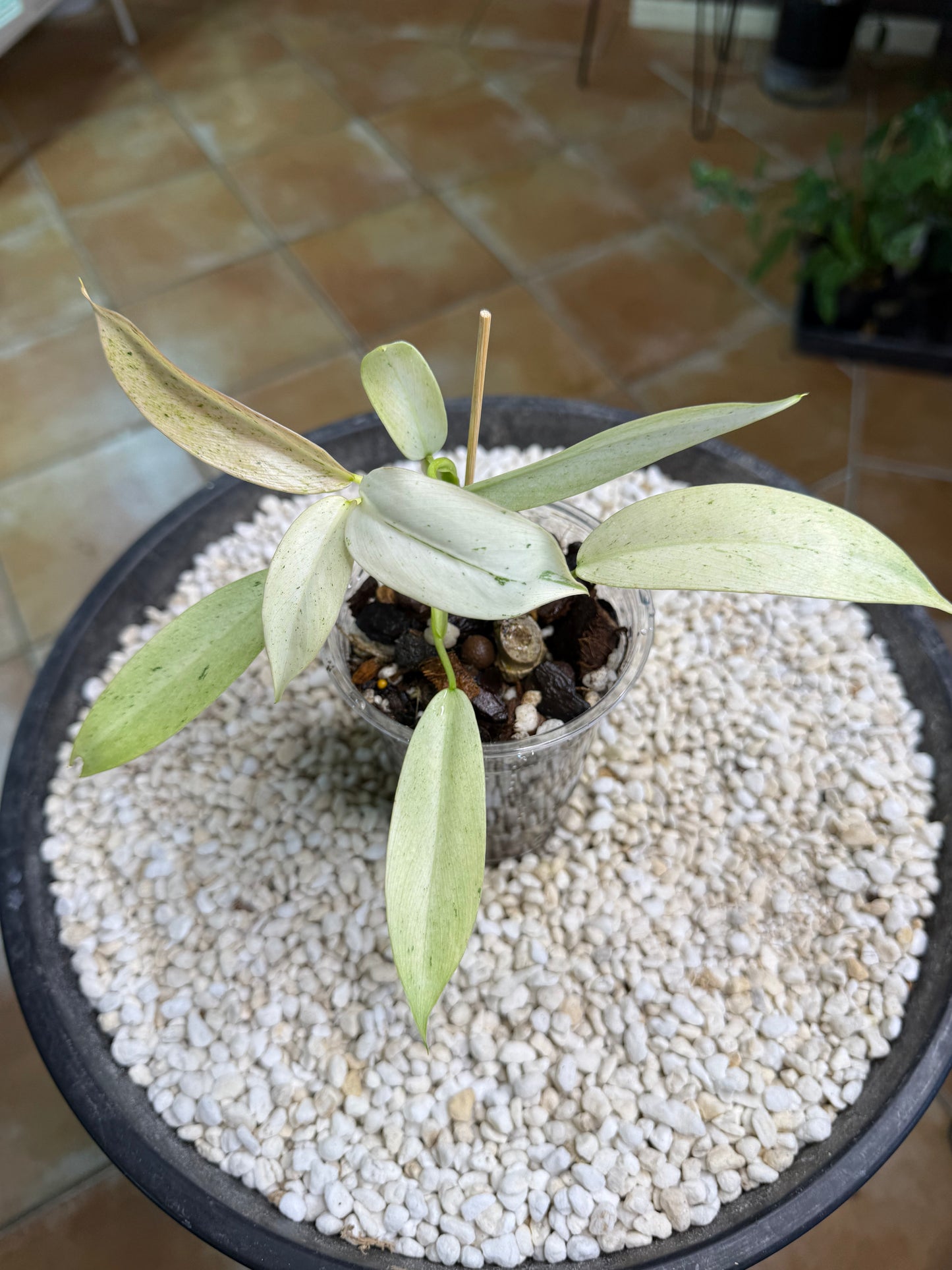 Philodendron Whipple Way - PWW4
