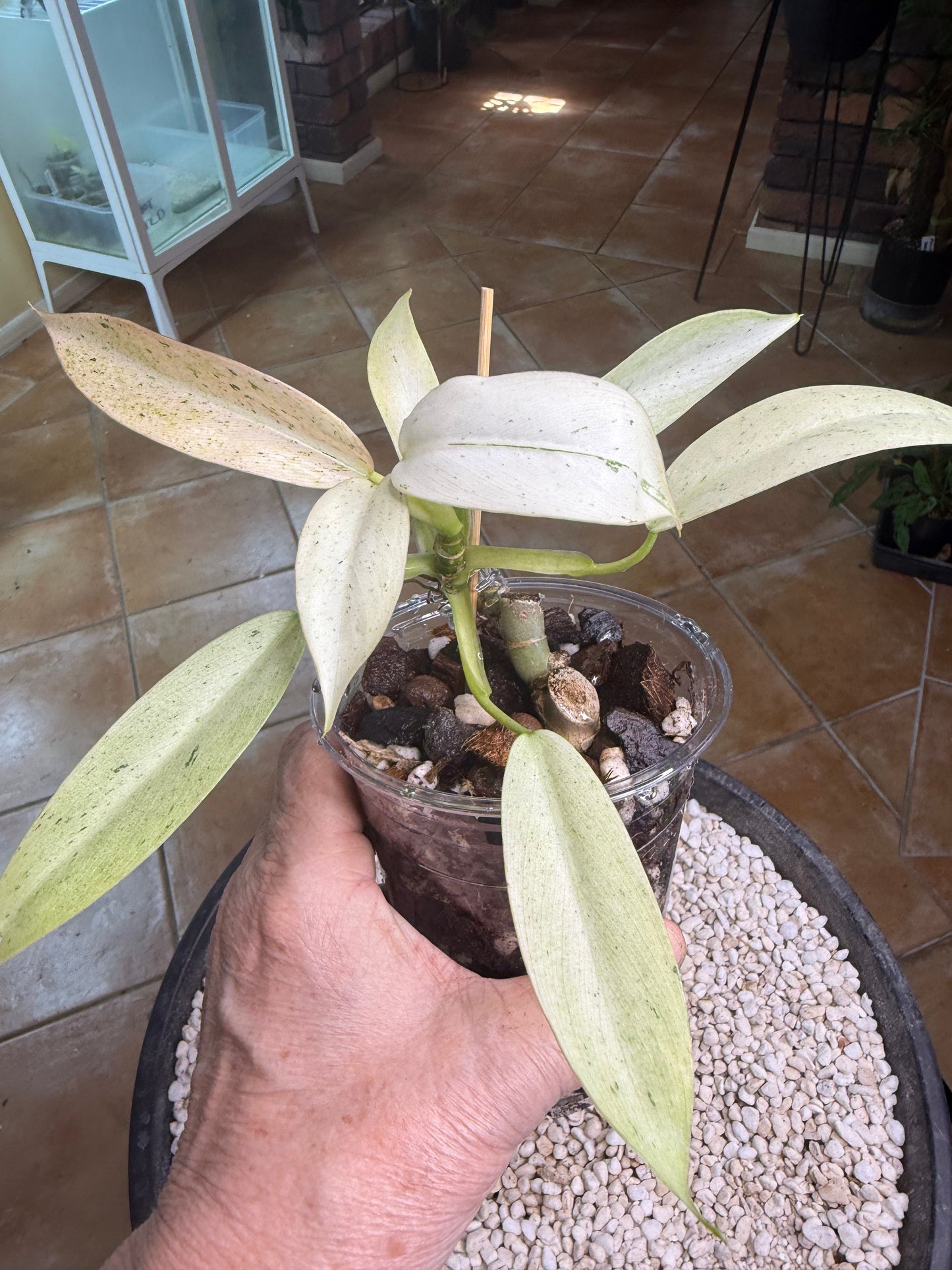 Philodendron Whipple Way - PWW4