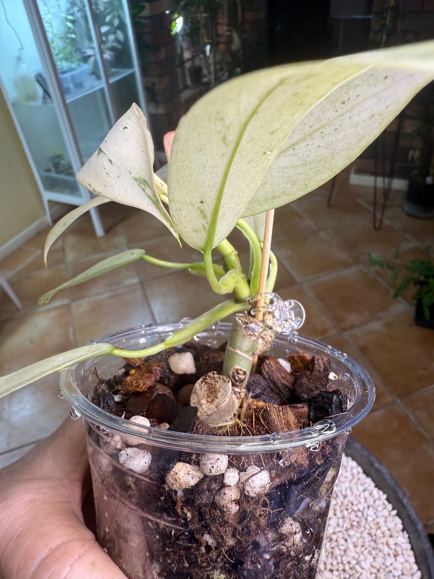 Philodendron Whipple Way - PWW4