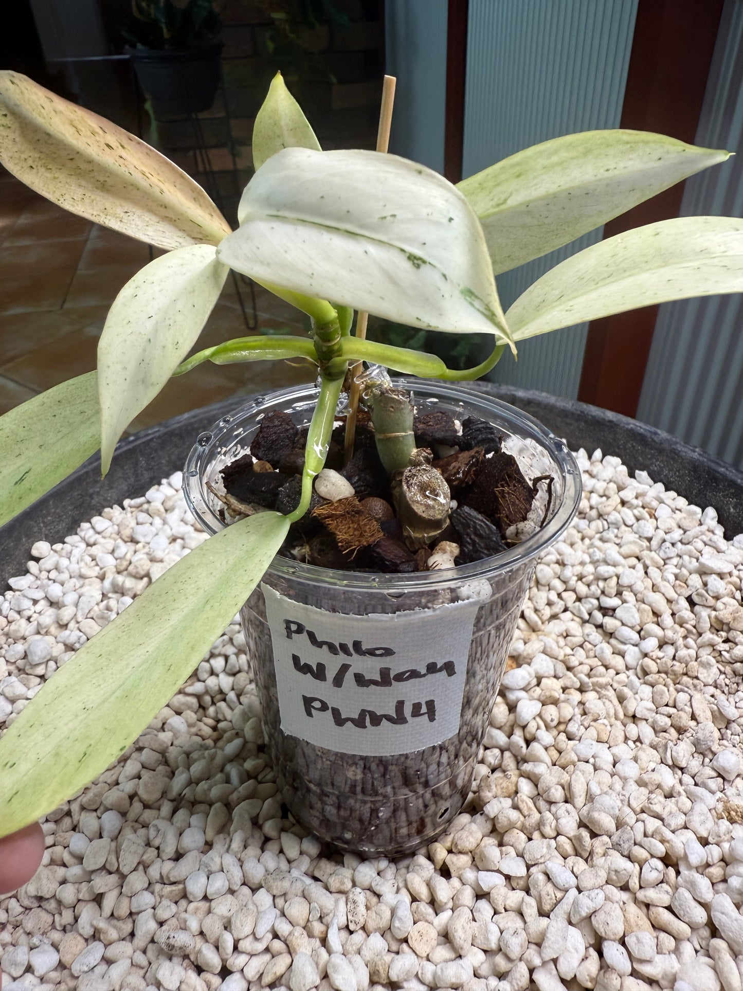 Philodendron Whipple Way - PWW4