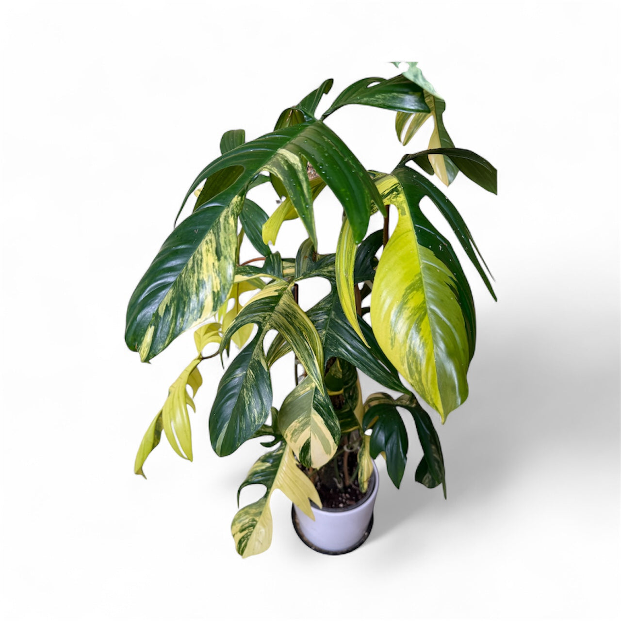 3XL Variegated Philodendron Florida Beauty