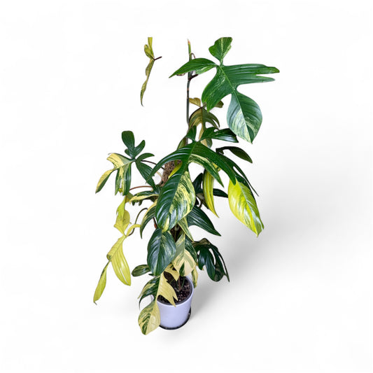 3XL Variegated Philodendron Florida Beauty