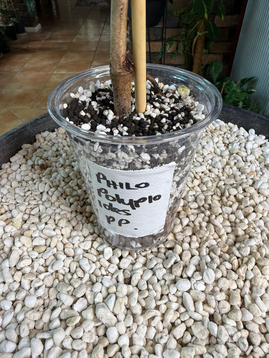 Philodendron Polypioides non tc