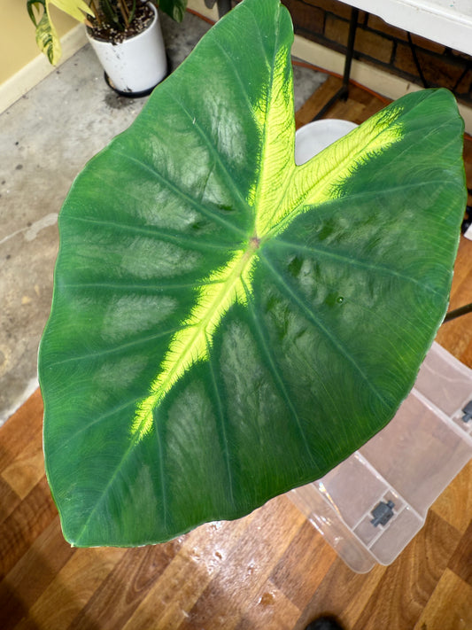 Colocasia Light Pilar
