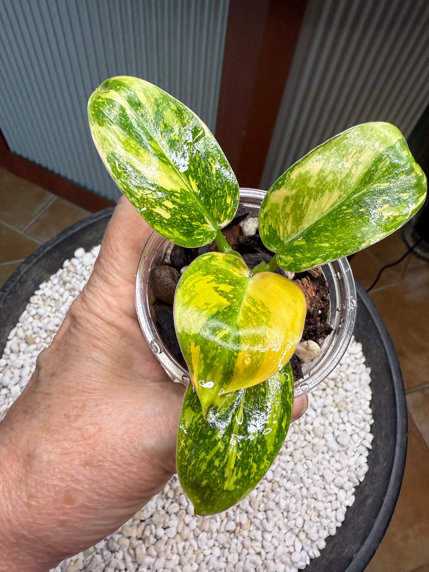 Philodendron Green Congo Nuclear - PGNC 1