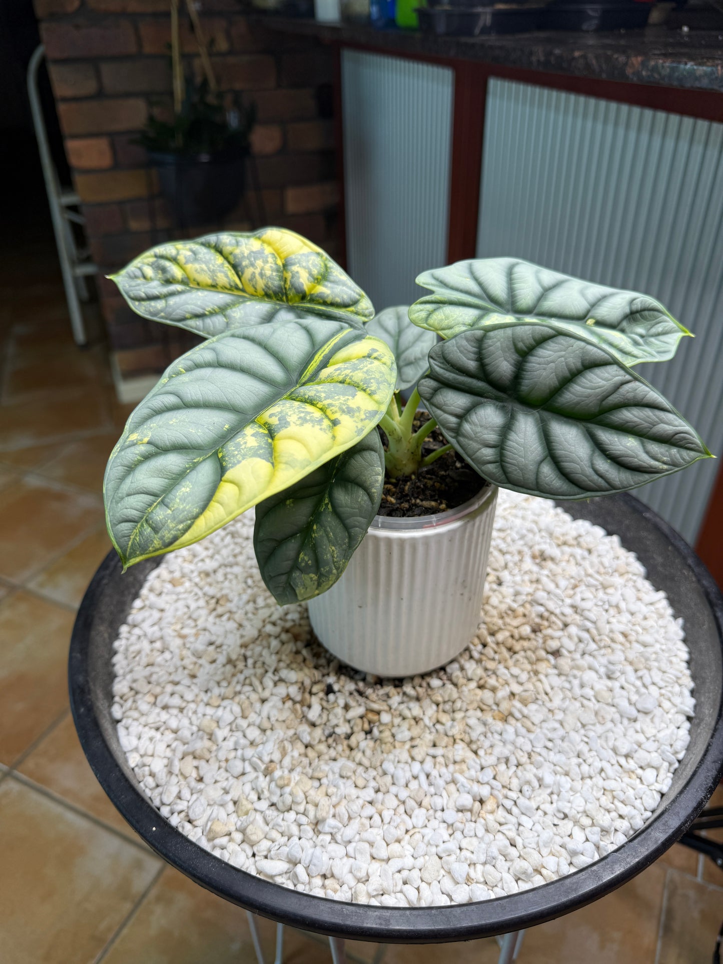 Alocasia Silver Dragon Variegated -ASDV