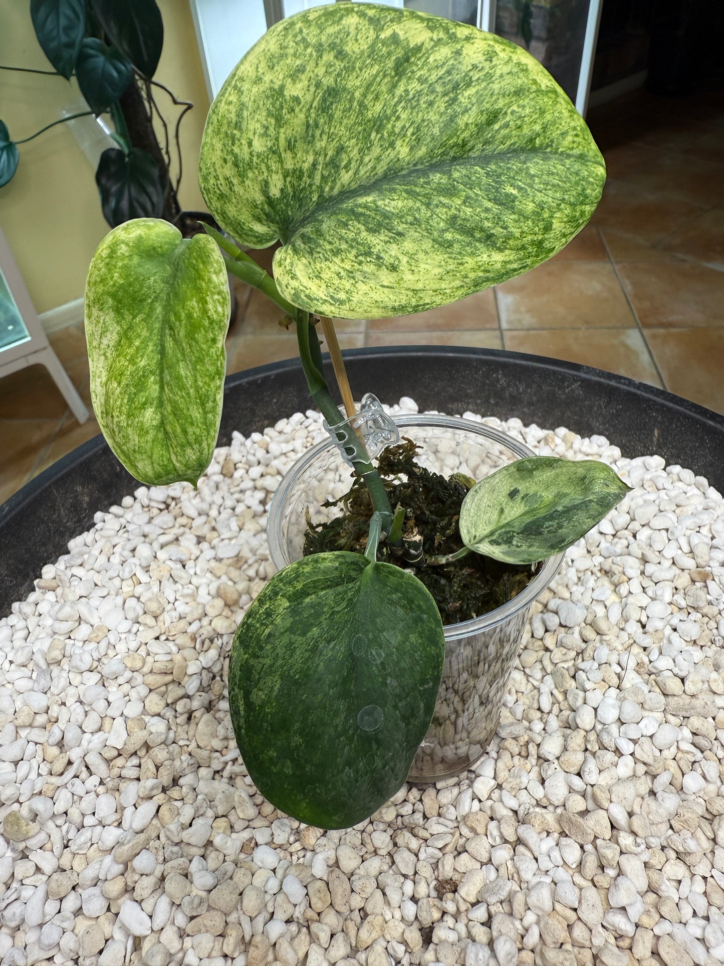 Scindapsus Crème Brulee - F4A