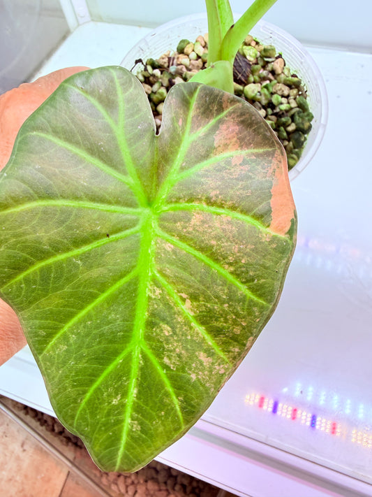 Alocasia Regale Shield - Corm Grown πΏ 9