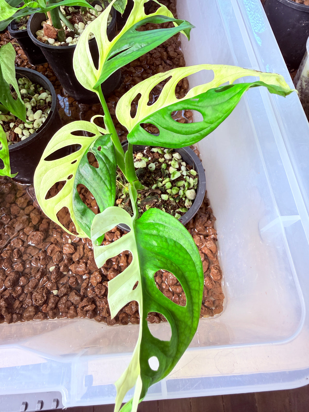 Monstera Adansonii half moon - 23