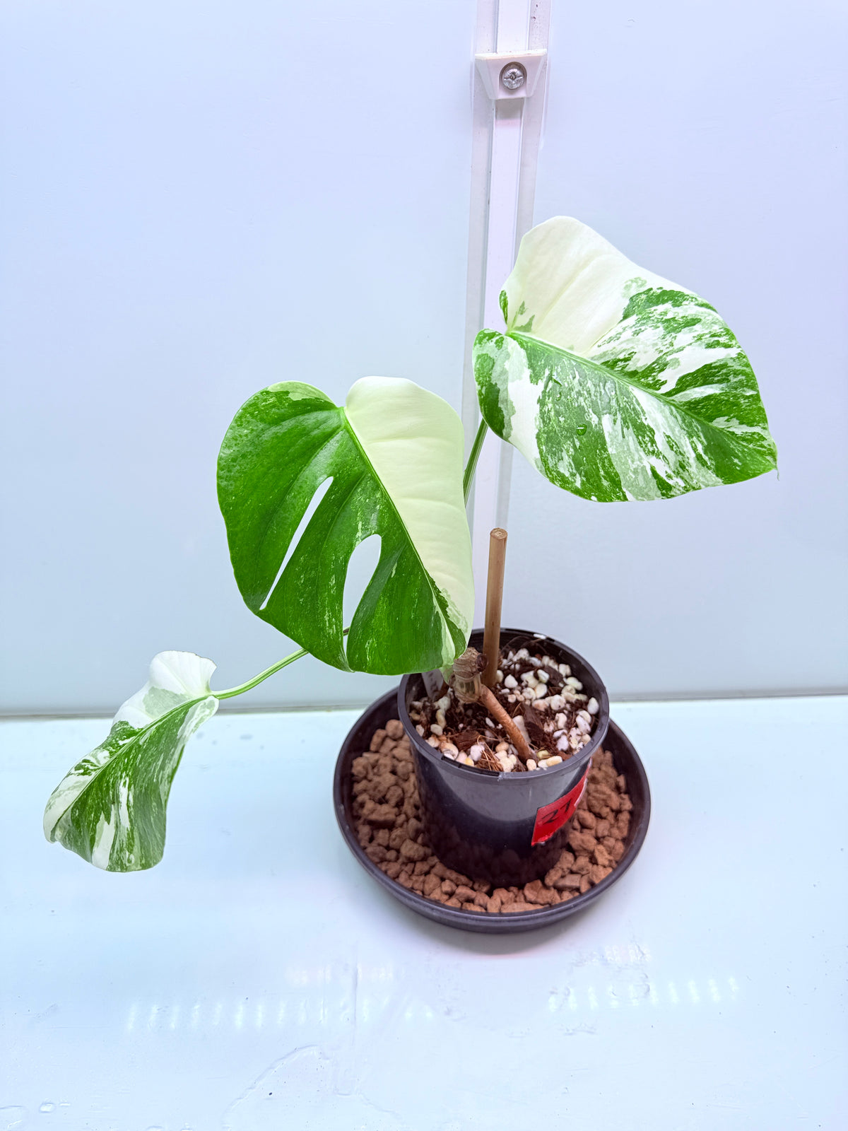 πΏ MONSTERA ALBO FOR SALE πΏ 27