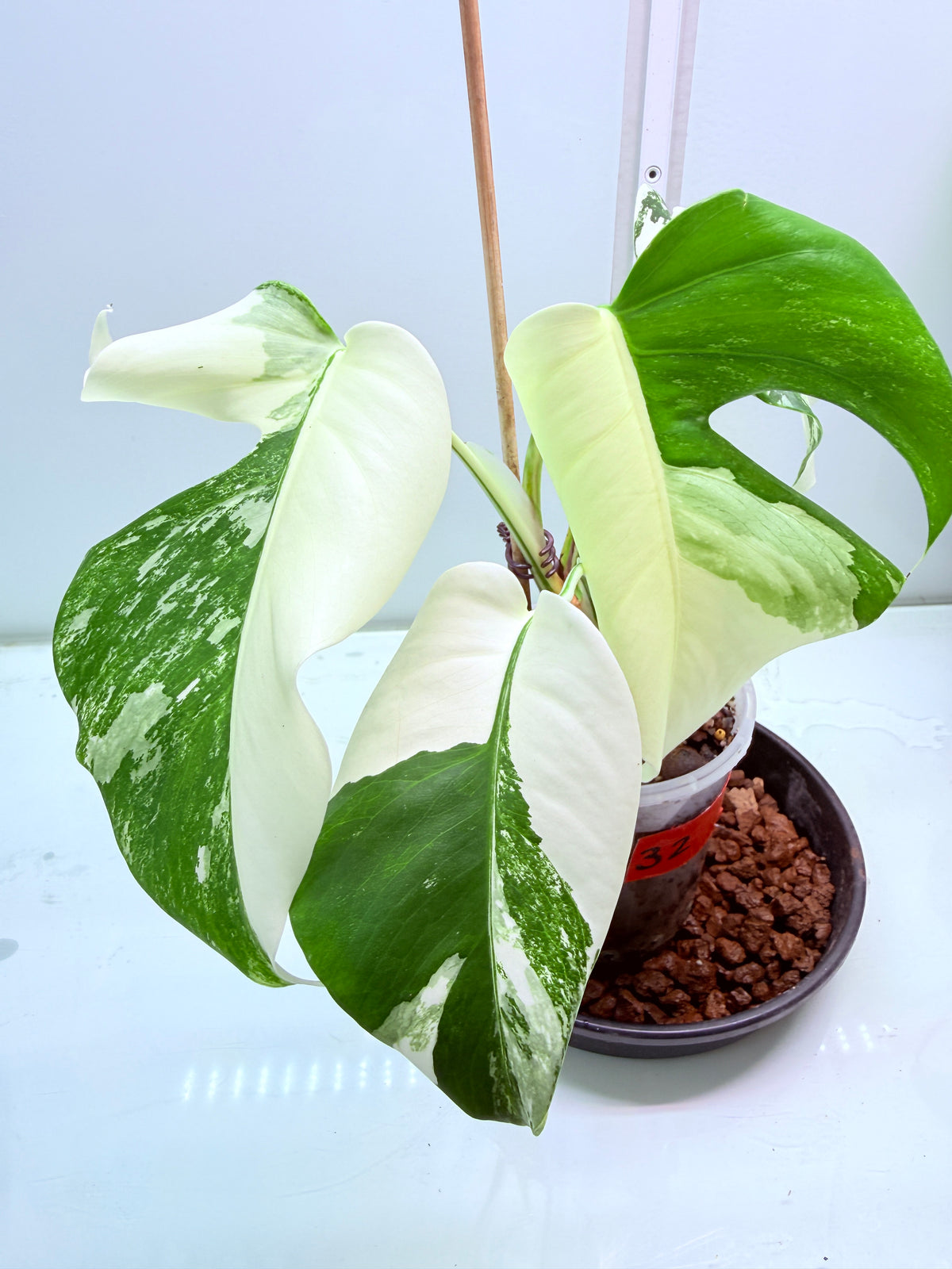 πΏ MONSTERA ALBO FOR SALE πΏ - 32