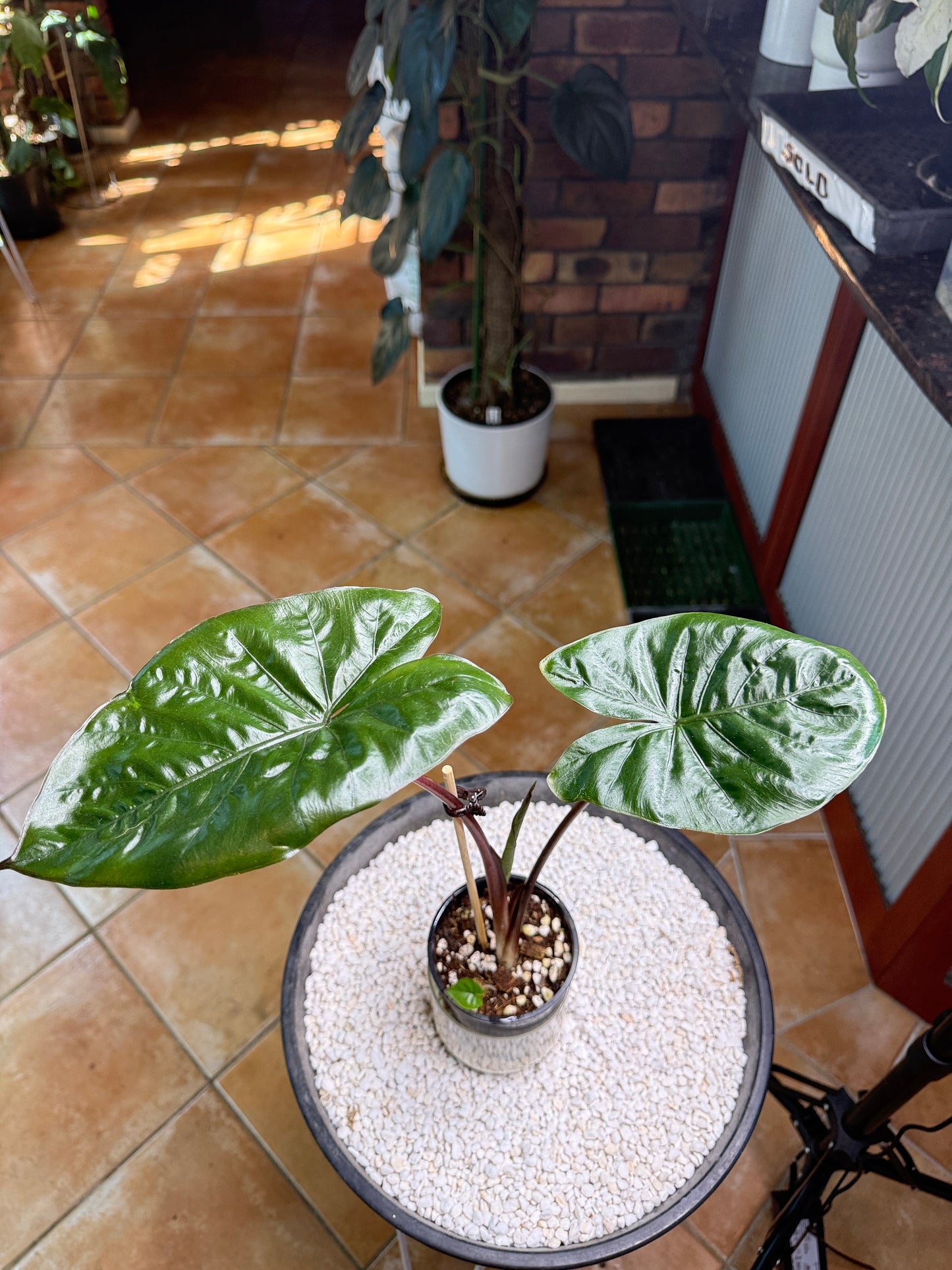 Alocasia YUKATAN Princess