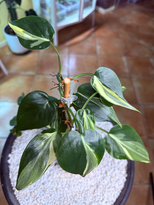 Philodendron Rio