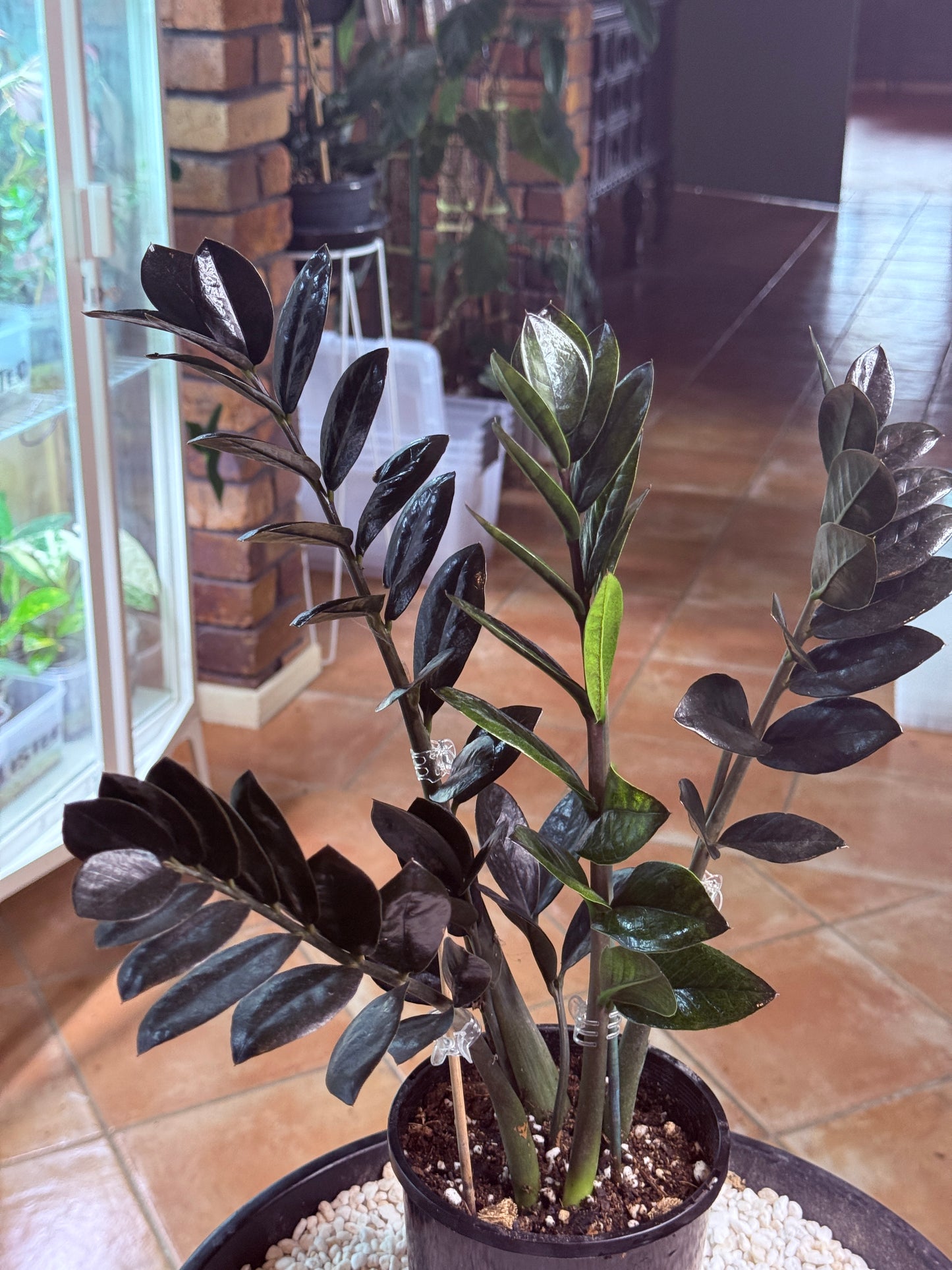 ZZ Black Raven - BRZZ1