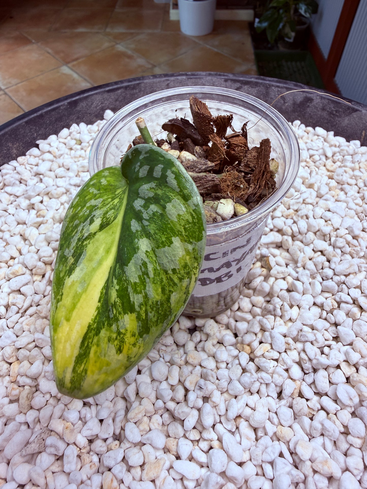 Scindapsus Mayari Aurea - DB1