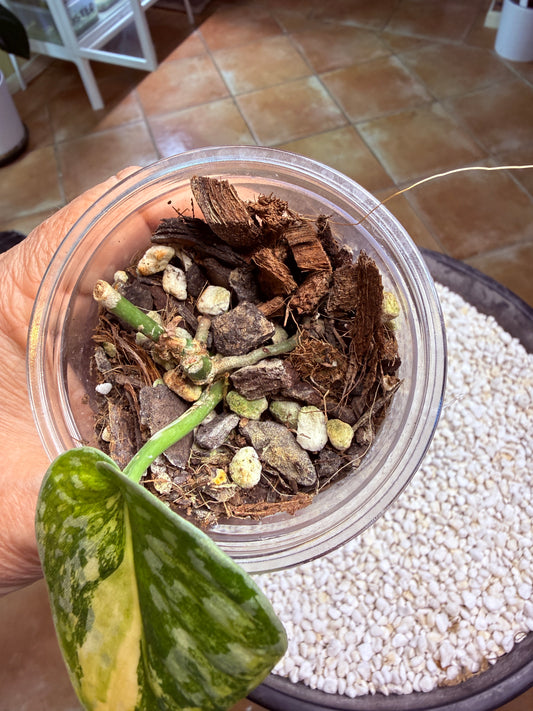 Scindapsus Mayari Aurea - DB1