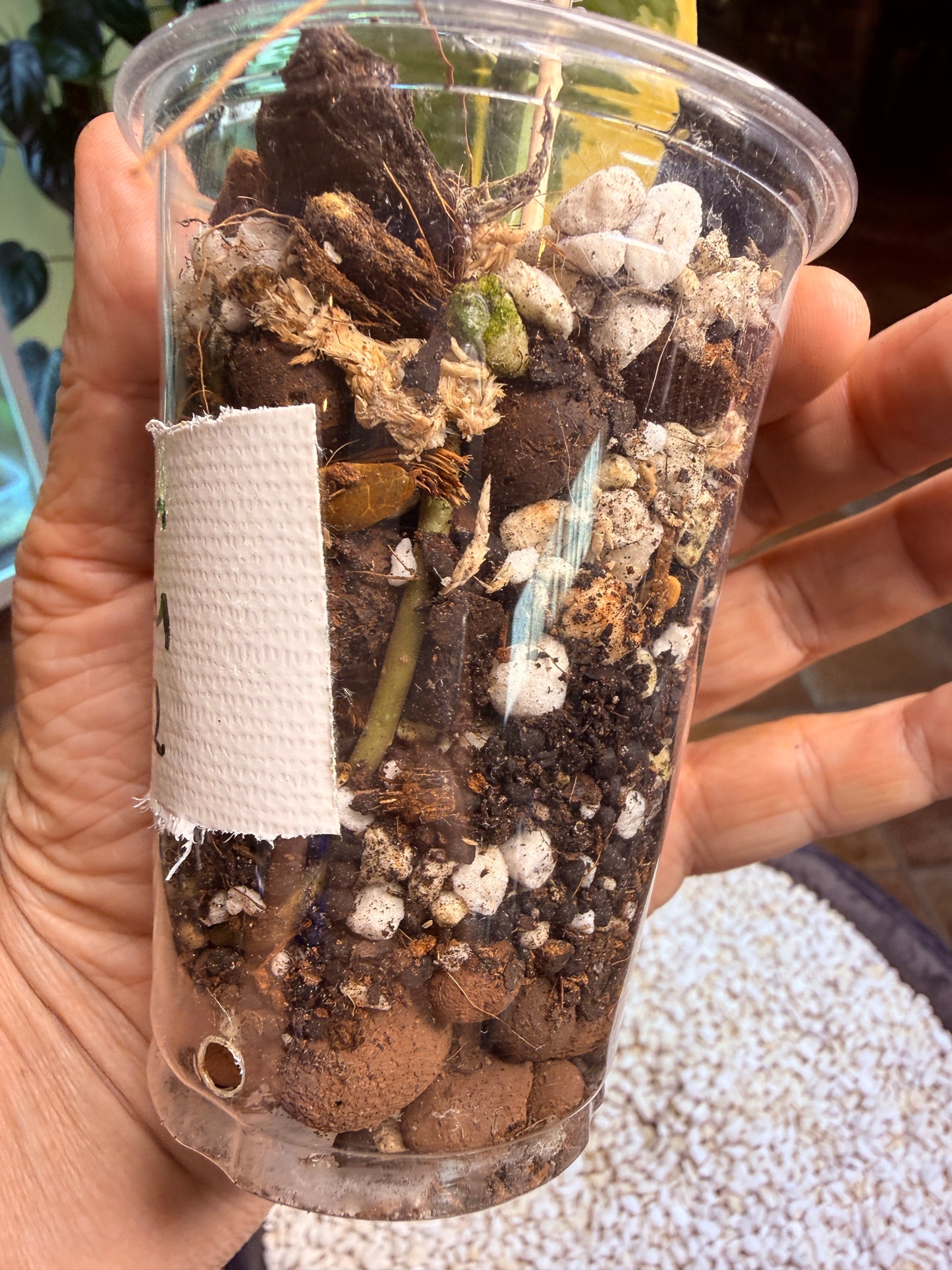 Scindapsus Mayari Aurea - DD2