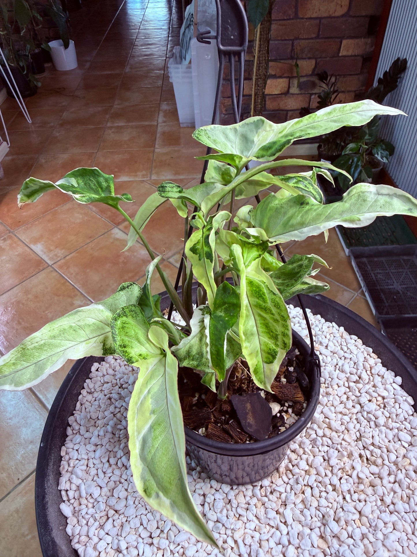 Syngonium Starlight- SS