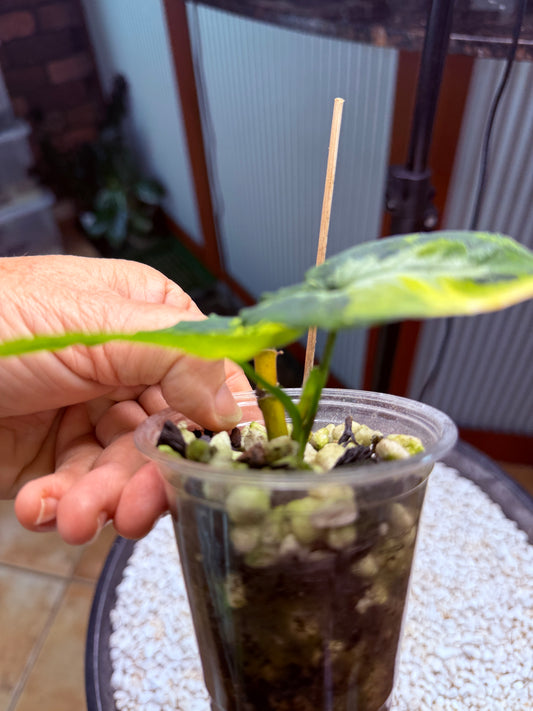 Syngonium Scrambled Eggs - SE