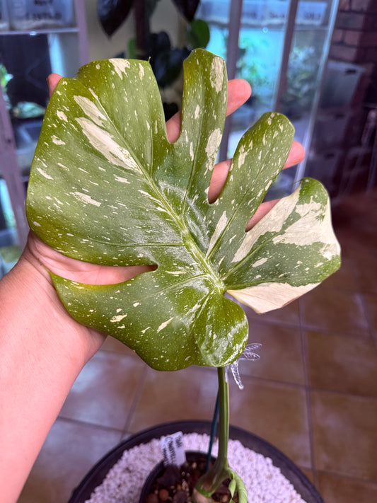 Monstera Thai Constellation -TC