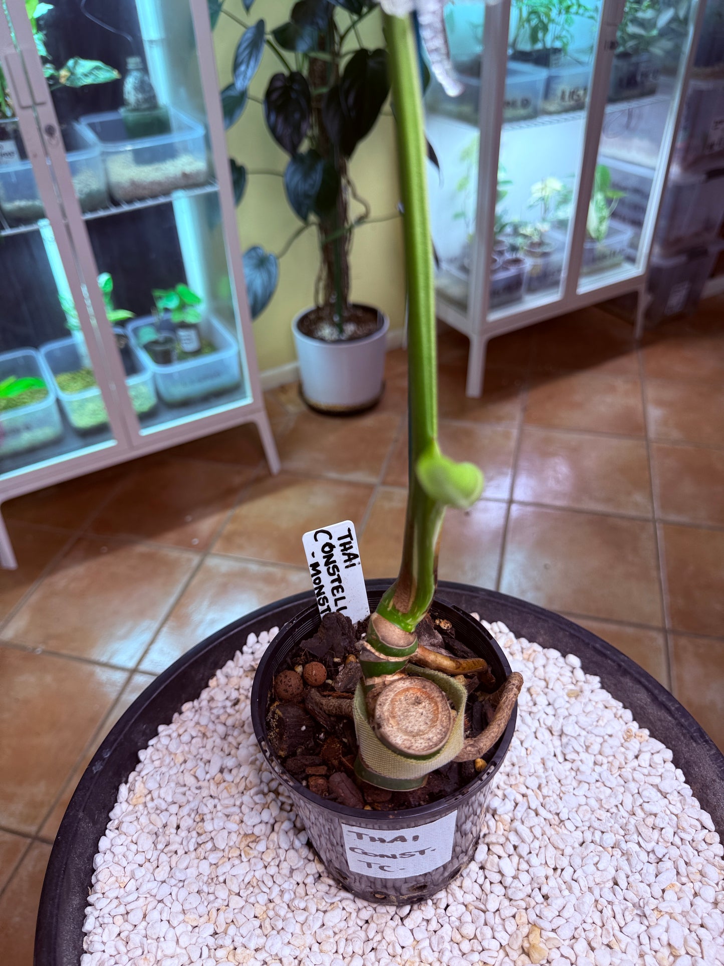 Monstera Thai Constellation -TC